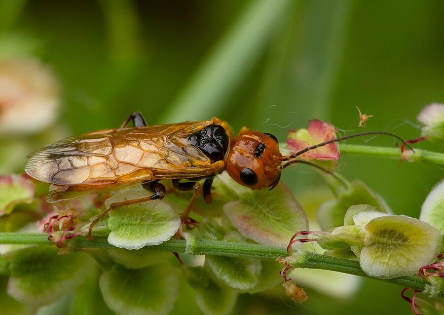 Pamphilius lethierryi