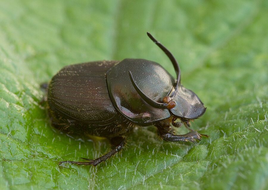 Onthophagus illyricus