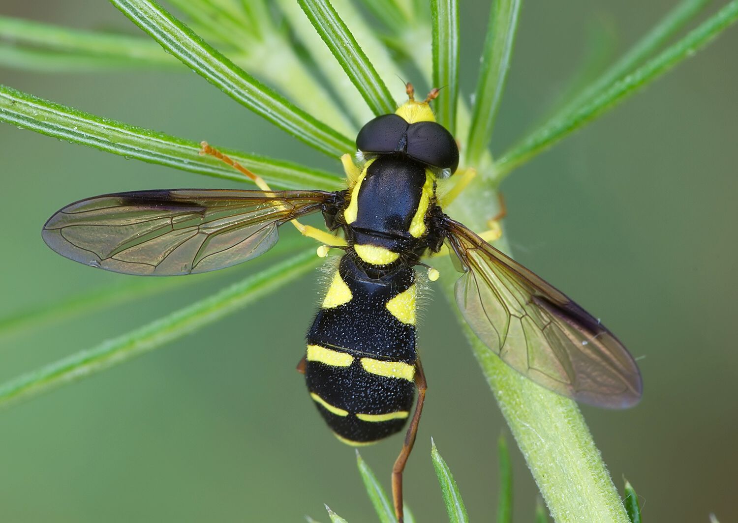 Xanthogramma pedissequum