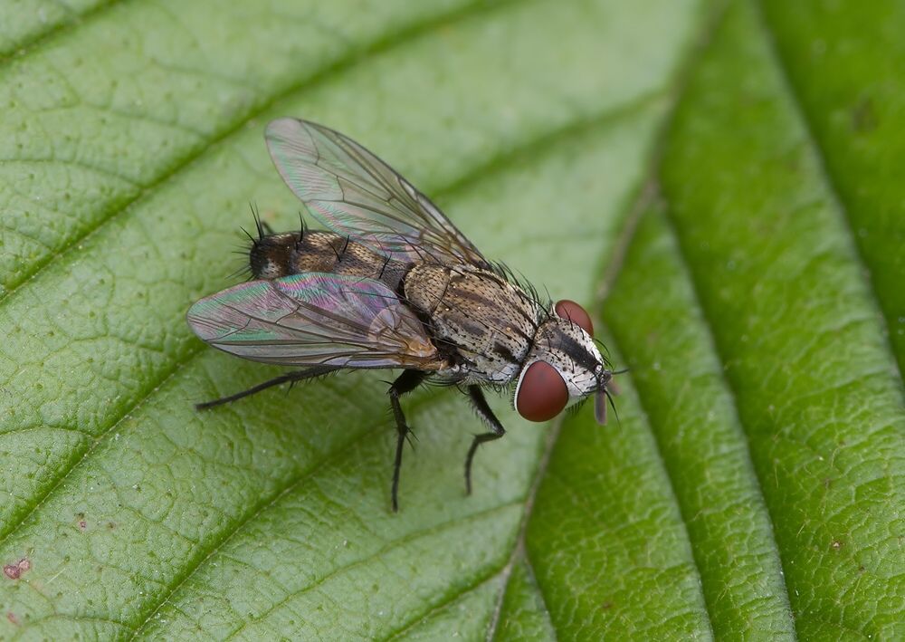 Metopia campestris