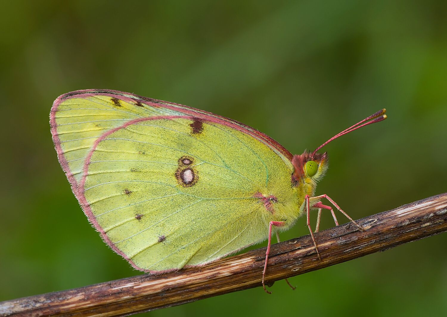 Colias hyale