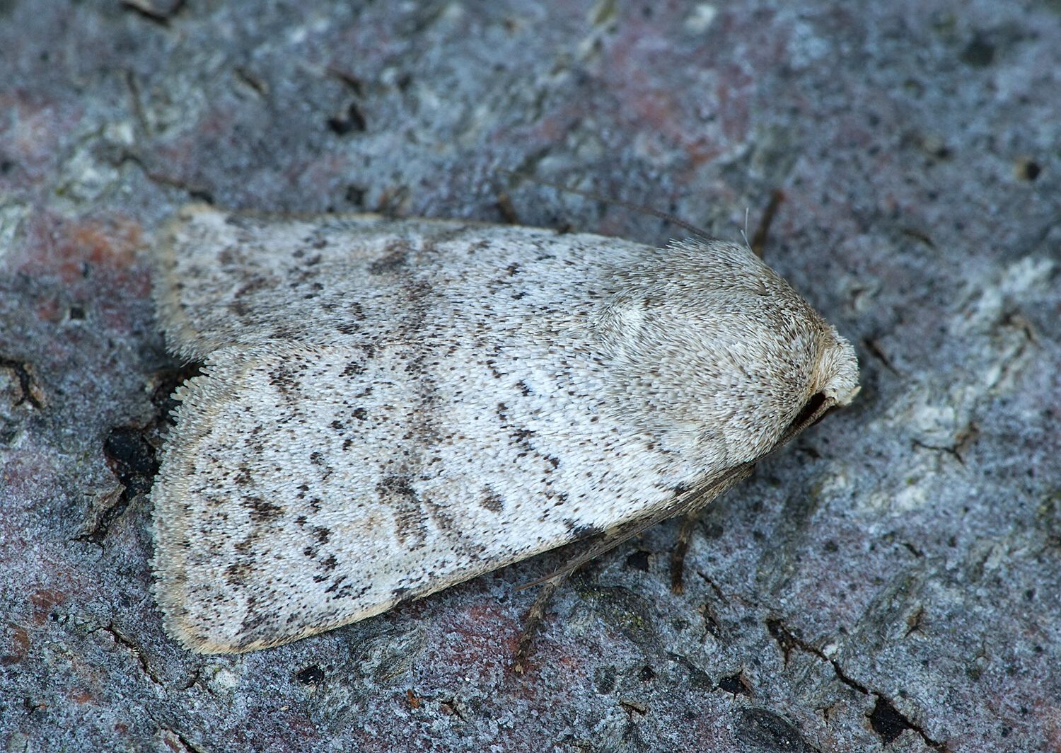 Hoplodrina respersa