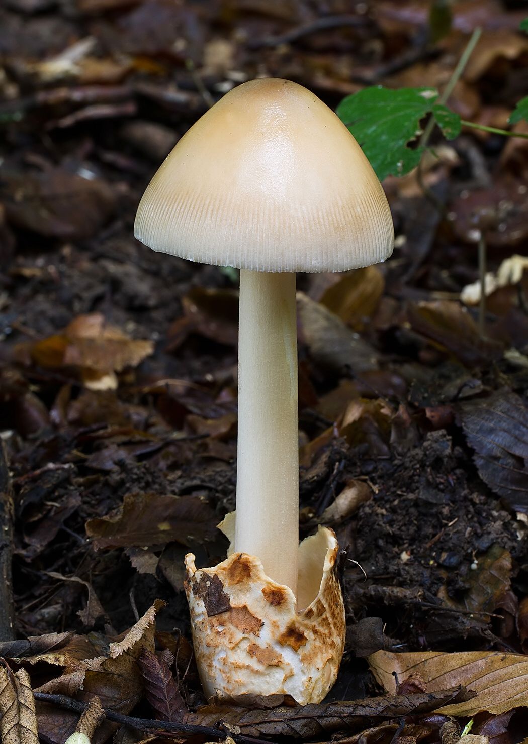Amanita fulva
