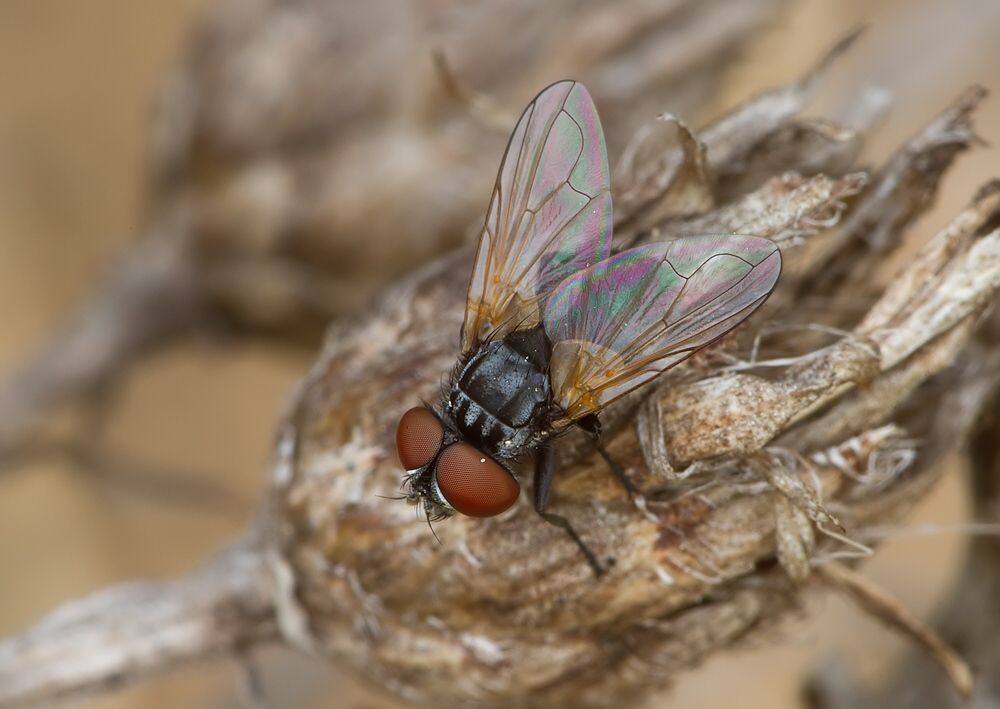Phasia obesa