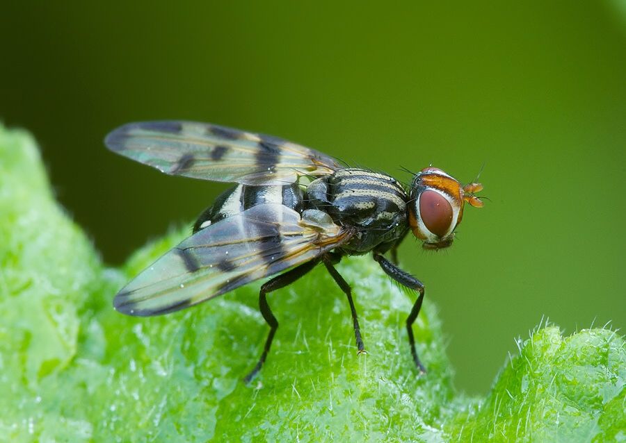 Otites levigata