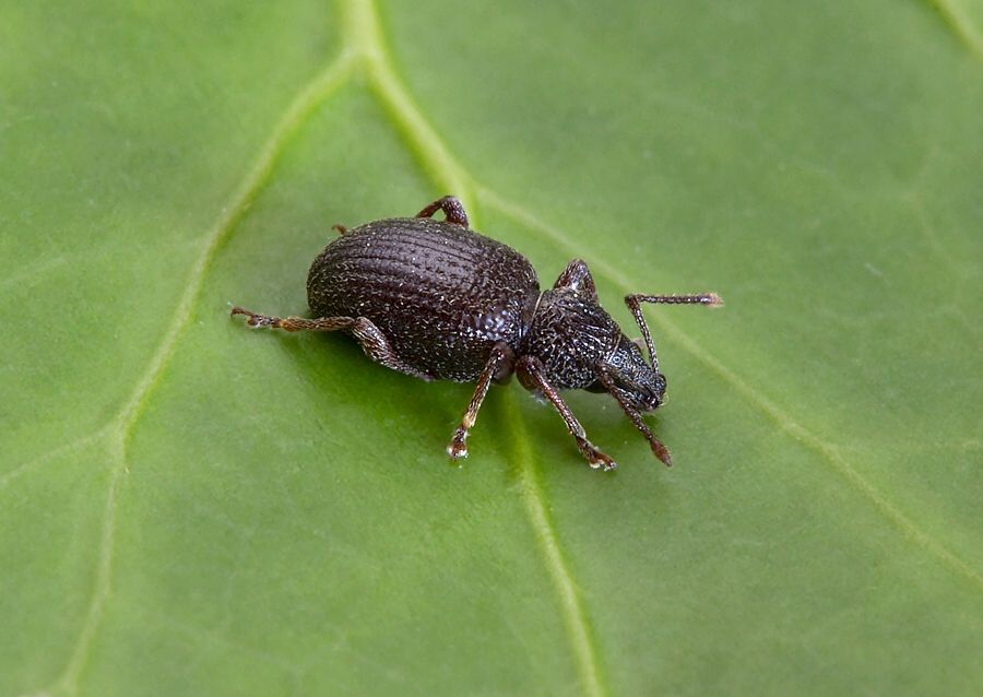 Otiorhynchus ovatus