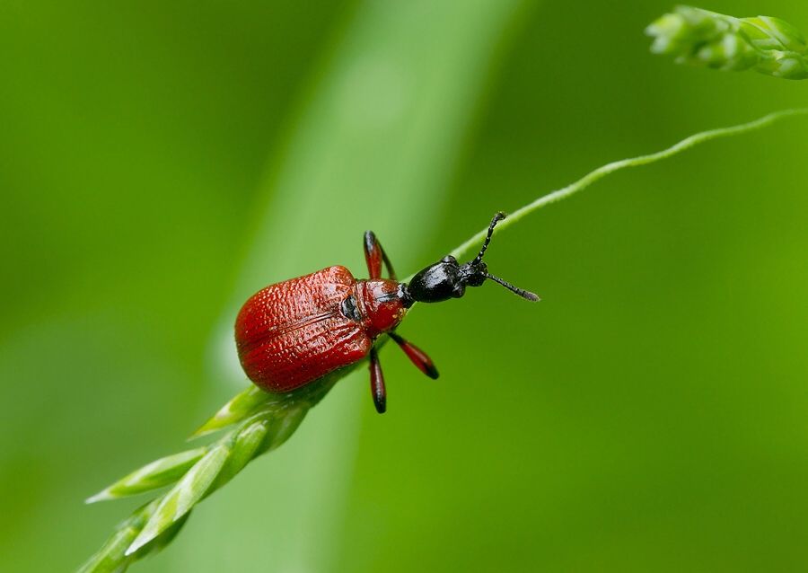 Apoderus coryli