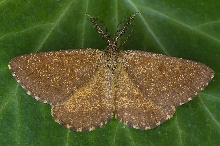 Ematurga atomaria (piadivka vresová)