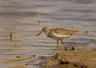 Tringa glareola (kalužiak močiarny)