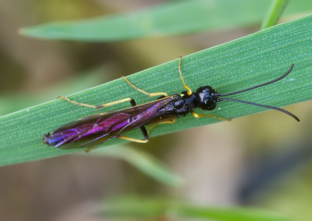 Cephus spinipes