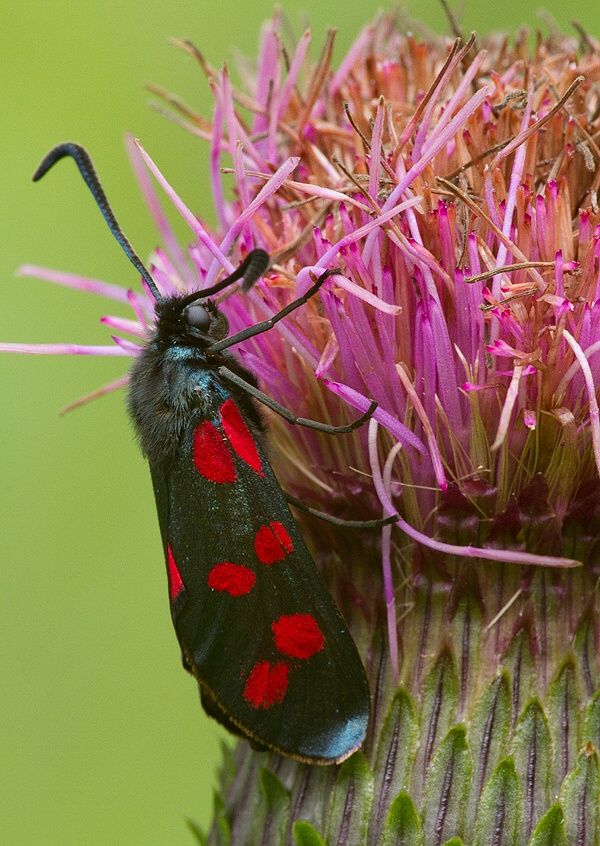 Zygaena filipendulae