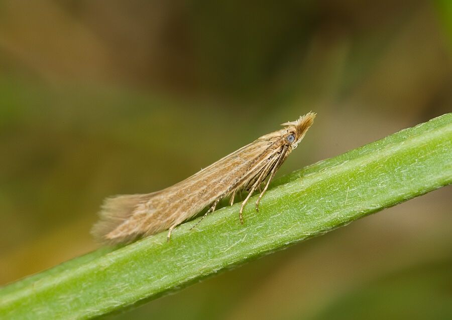 Helcystogramma albinervis