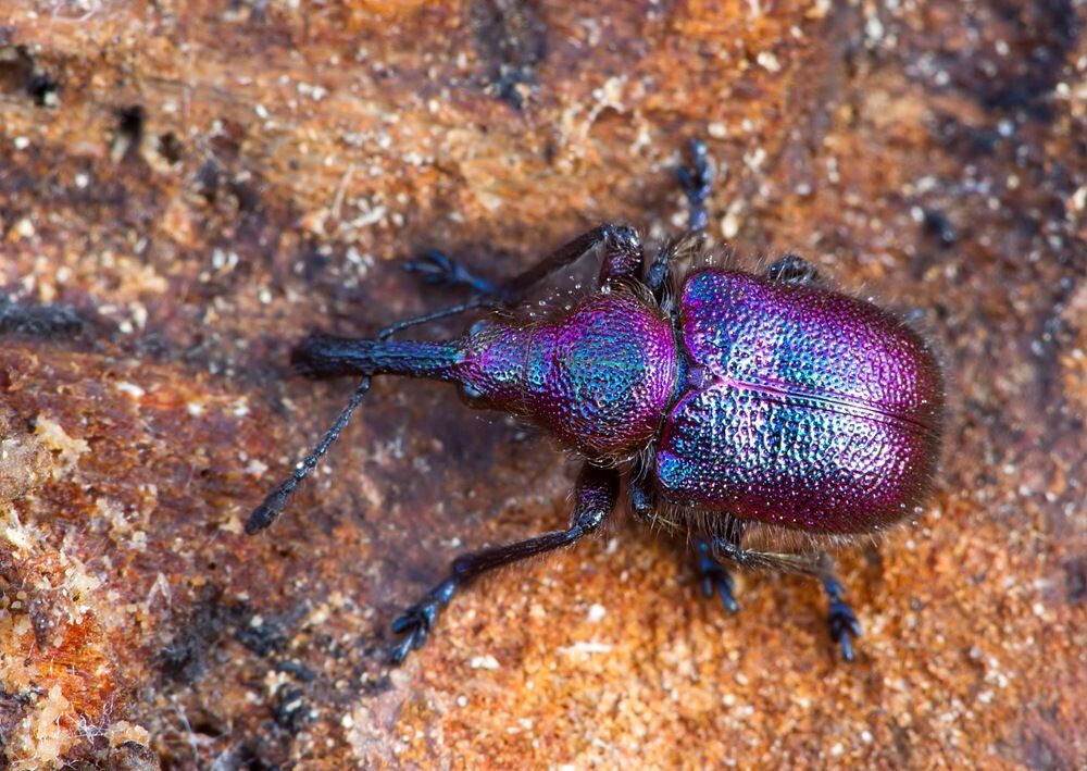 Rhynchites bacchus