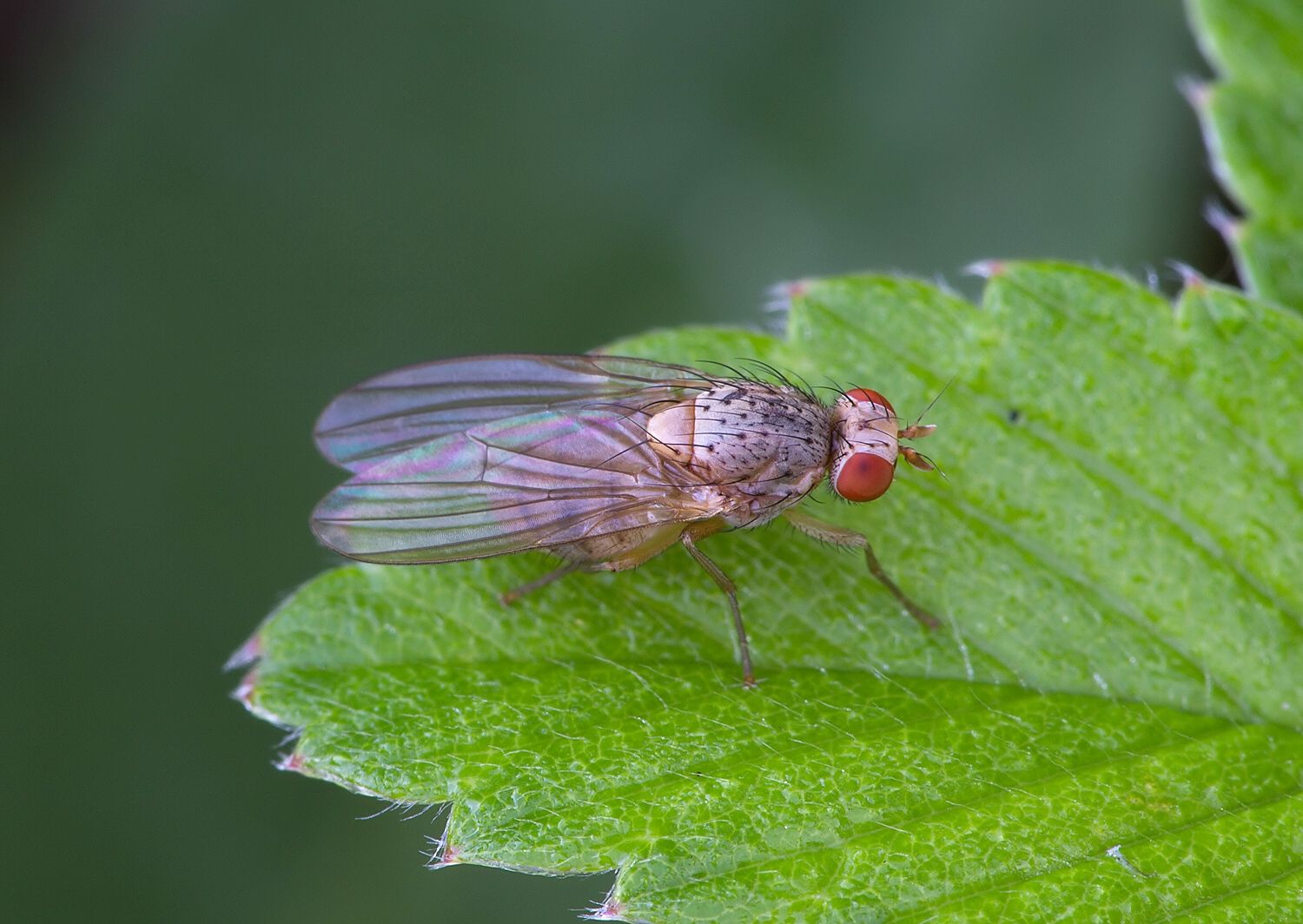 Pseudolyciella pallidiventris