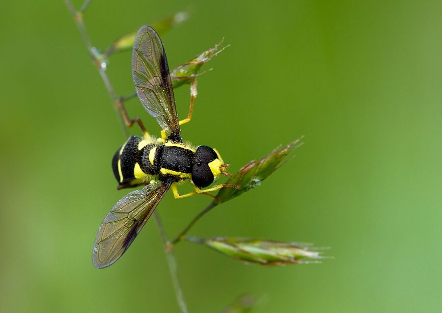 Xanthogramma pedissequum