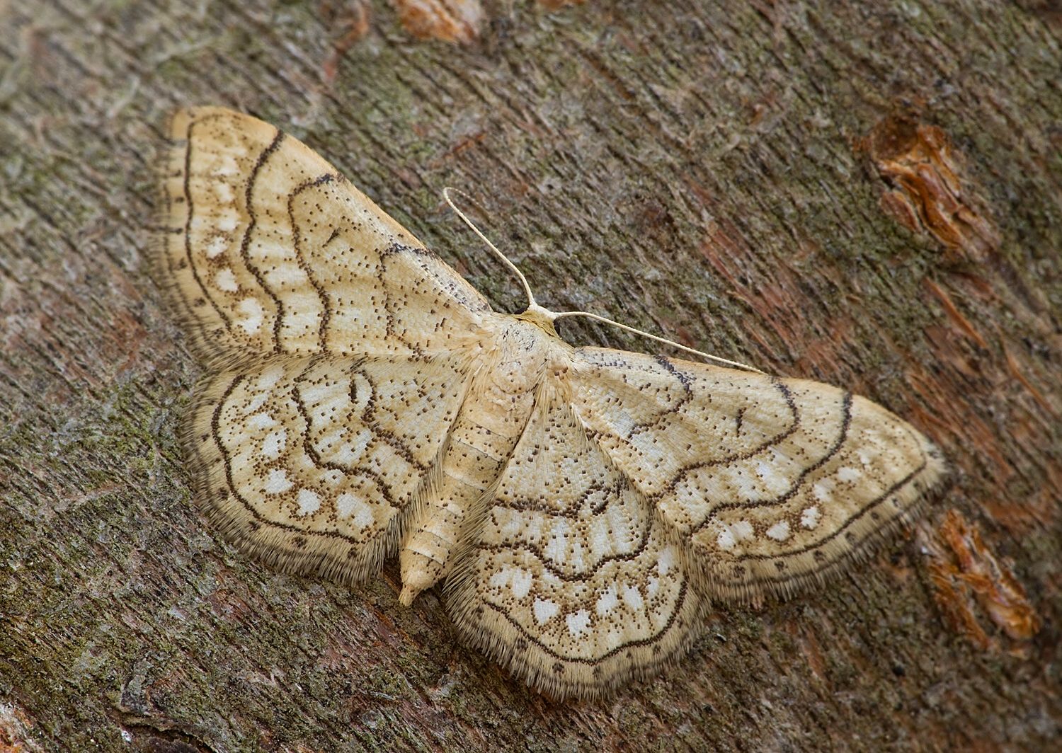 Idaea moniliata