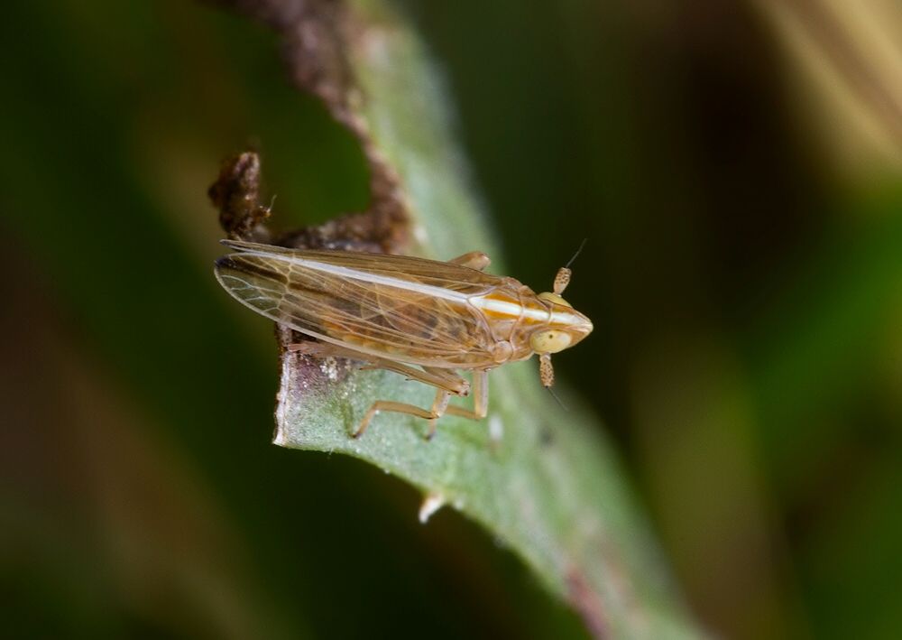 Stenocranus major