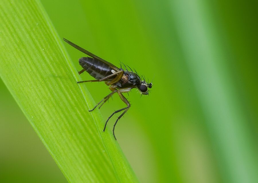 Lonchoptera tristis