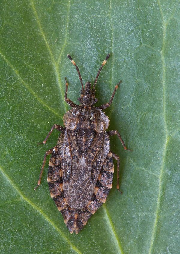 Aradus betulae