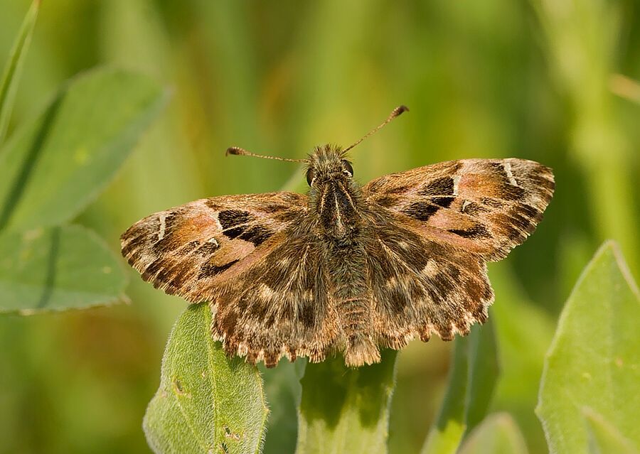 Carcharodus alceae