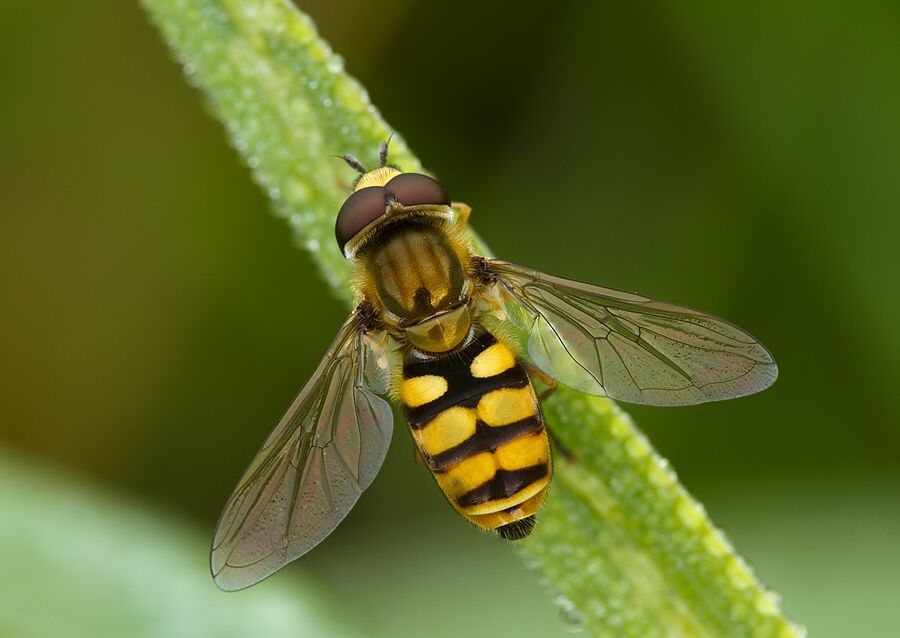 Eupeodes latifasciatus