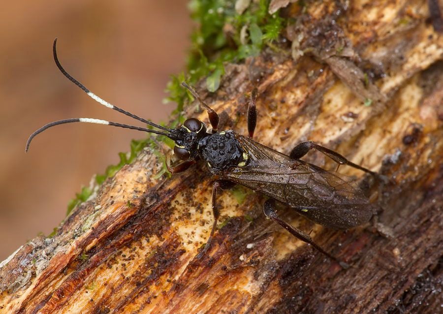 Syspasis albiguttata