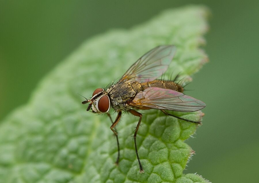 Solieria fenestrata