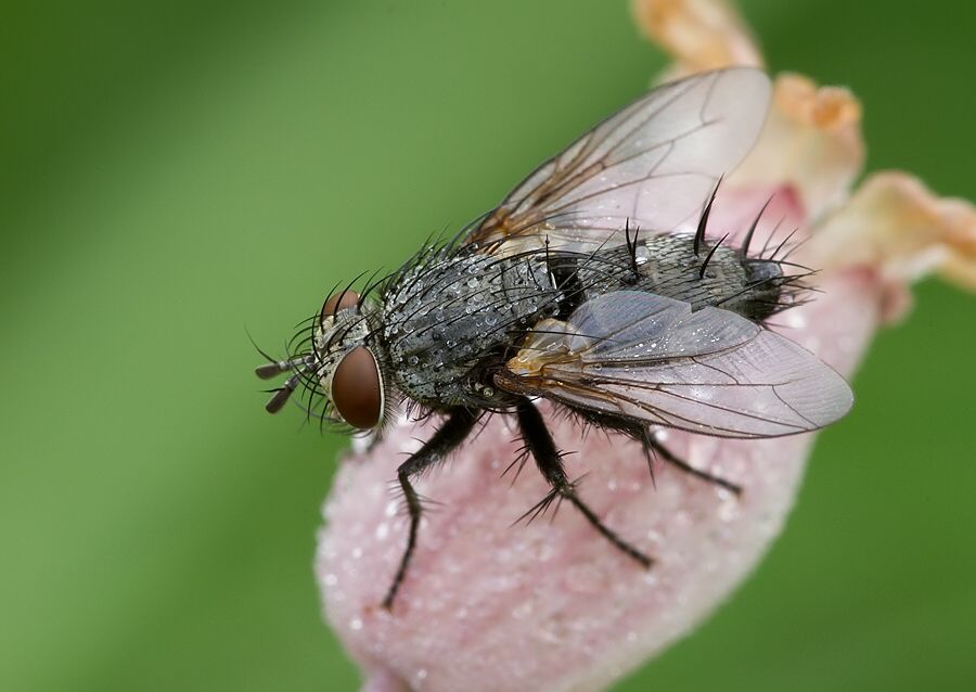 Athrycia curvinervis