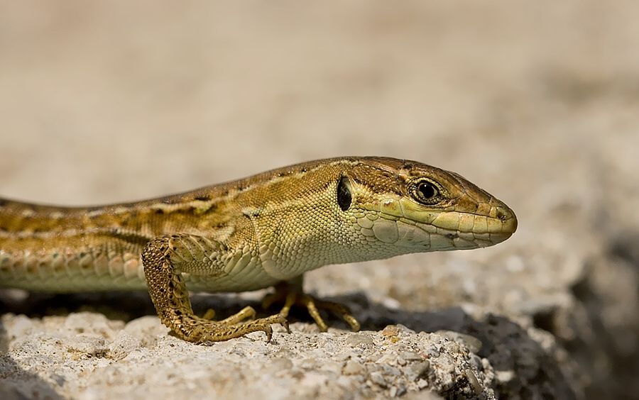 Podarcis muralis