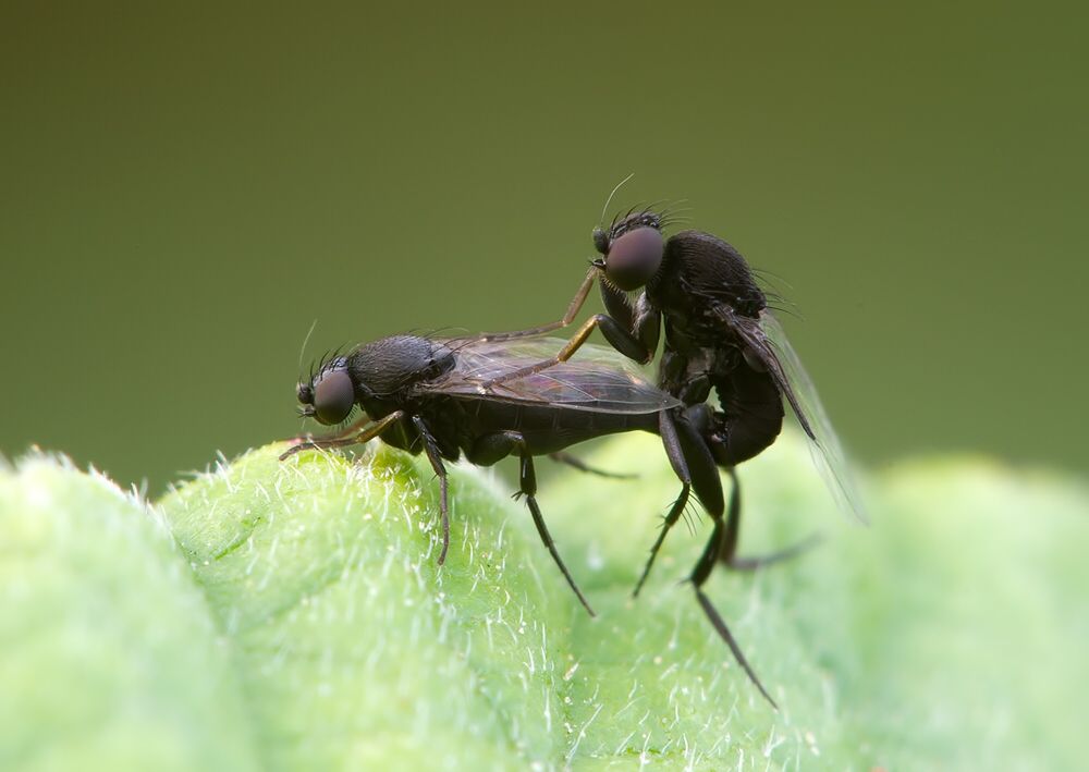 Phora penicillata
