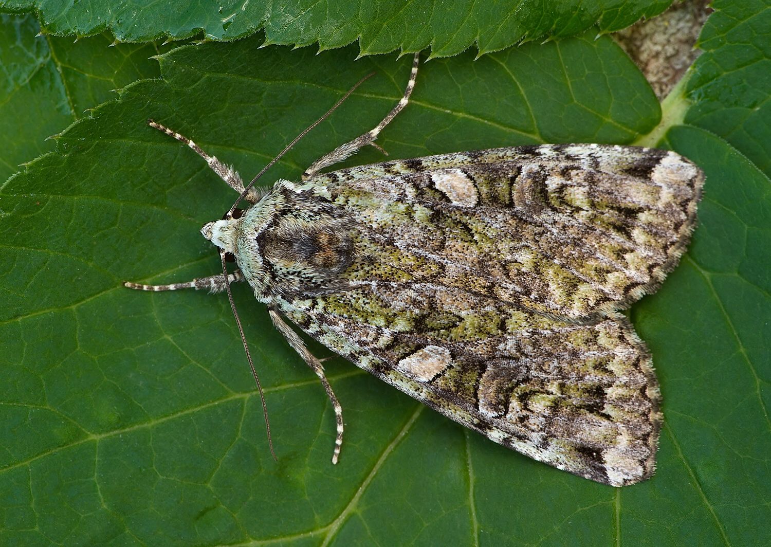 Anaplectoides prasina