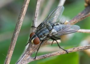 Brachicoma devia