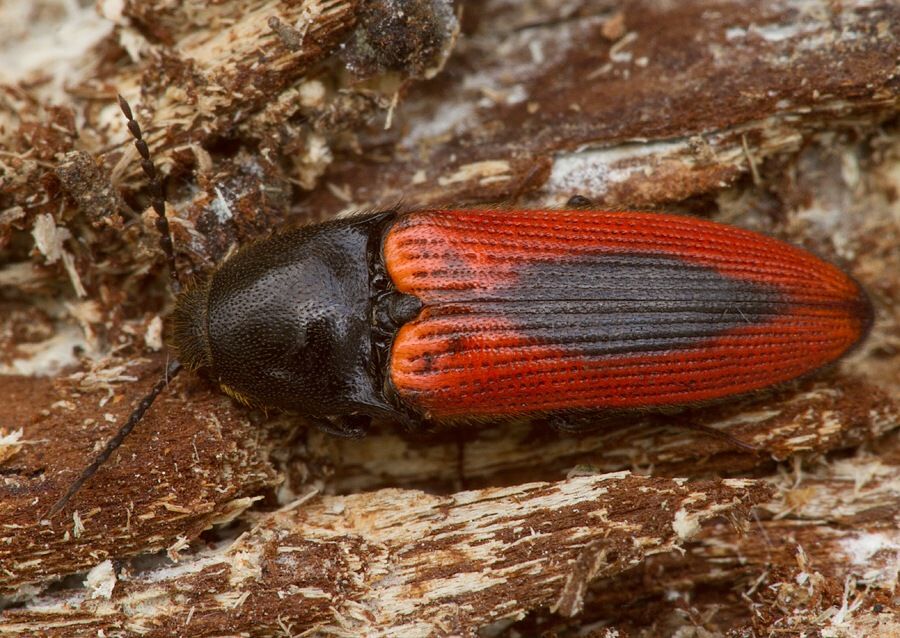 Ampedus sanguinolentus