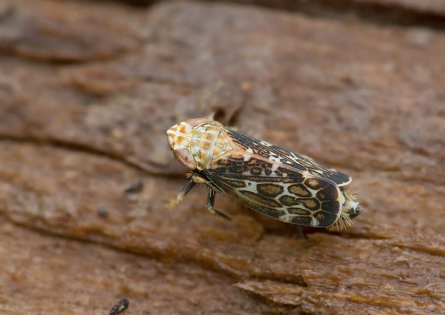 Errastunus ocellaris