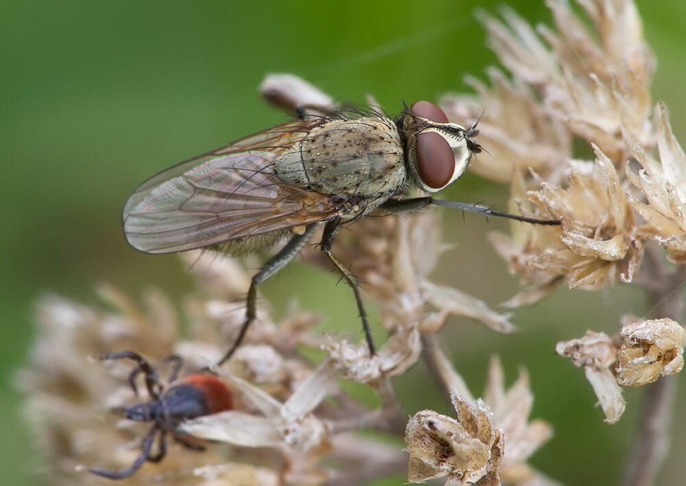 Leucophora personata