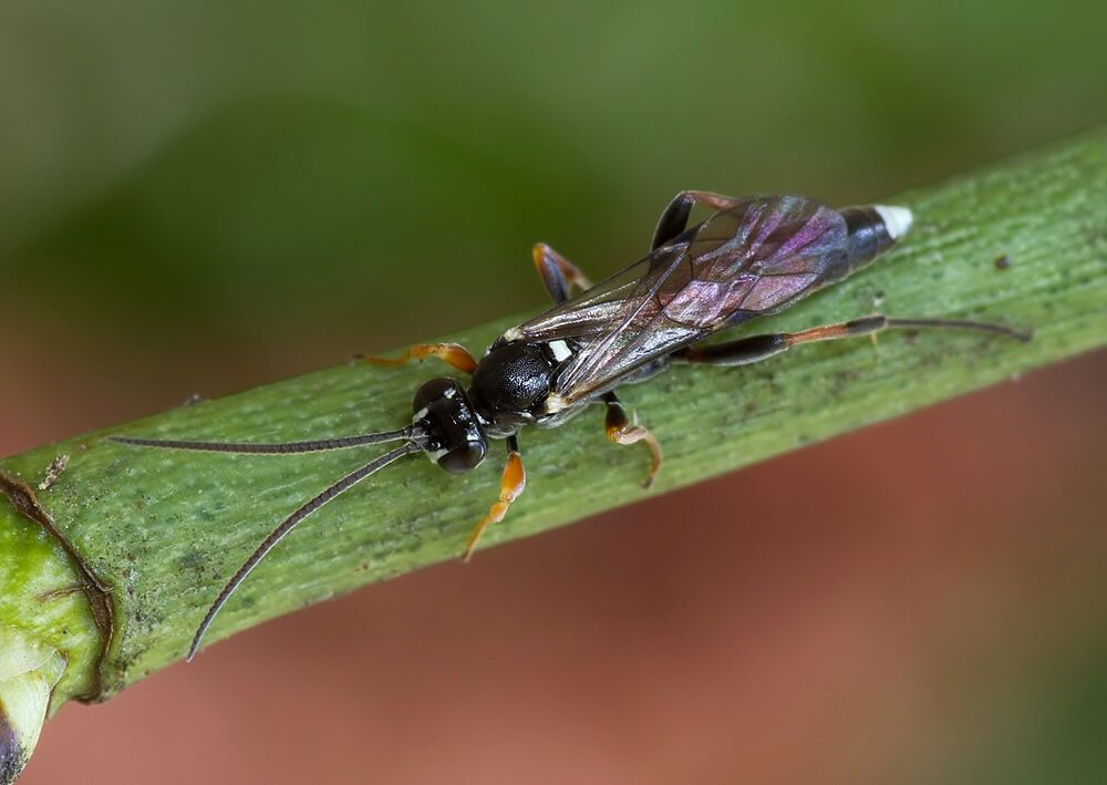 Spilothyrateles sp.