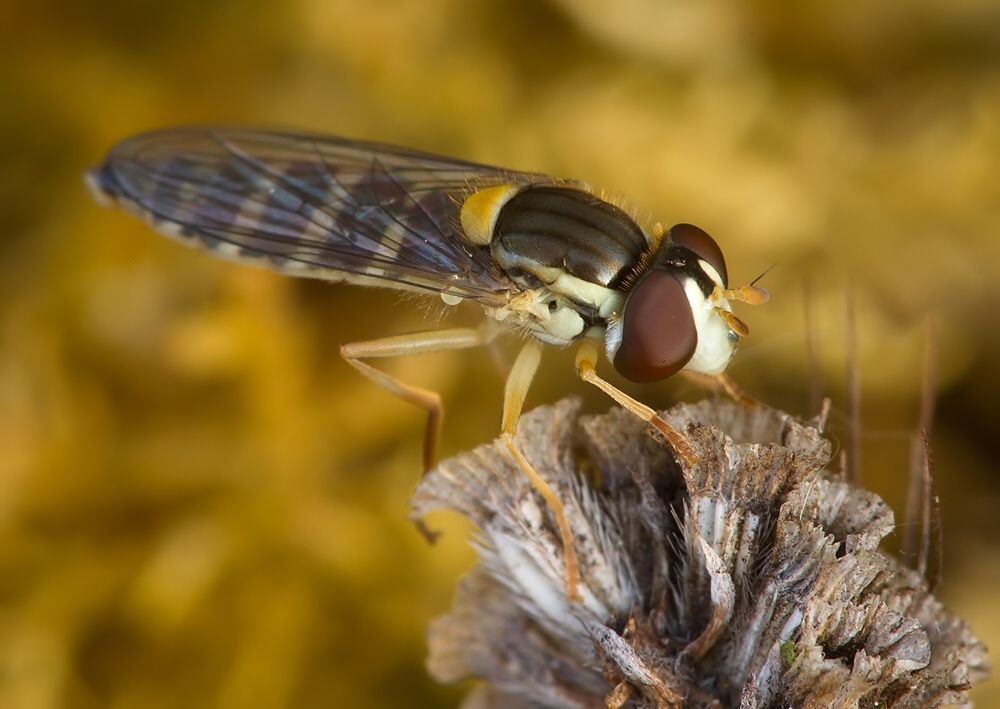 Sphaerophoria scripta