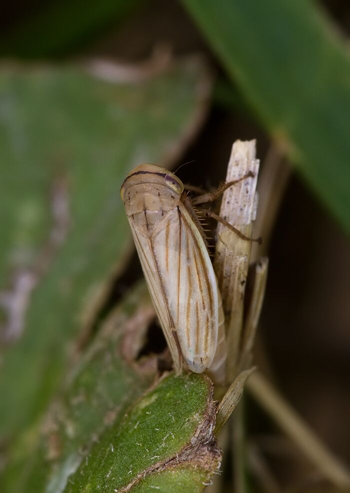 Athysanus argentarius