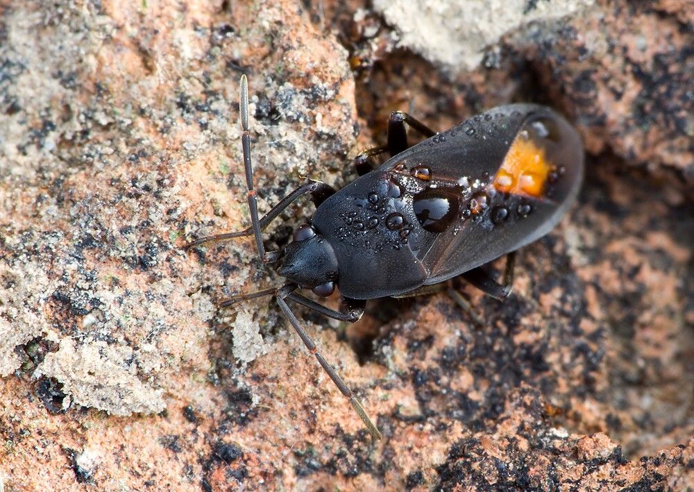 Aphanus rolandri
