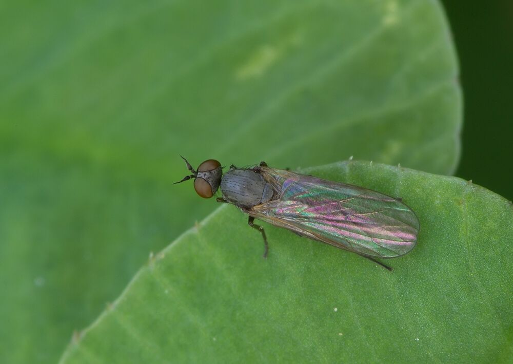 Hilara interstincta