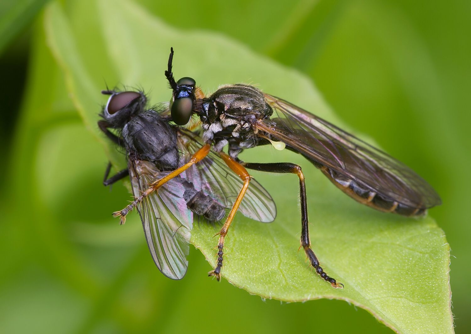 Dioctria rufipes