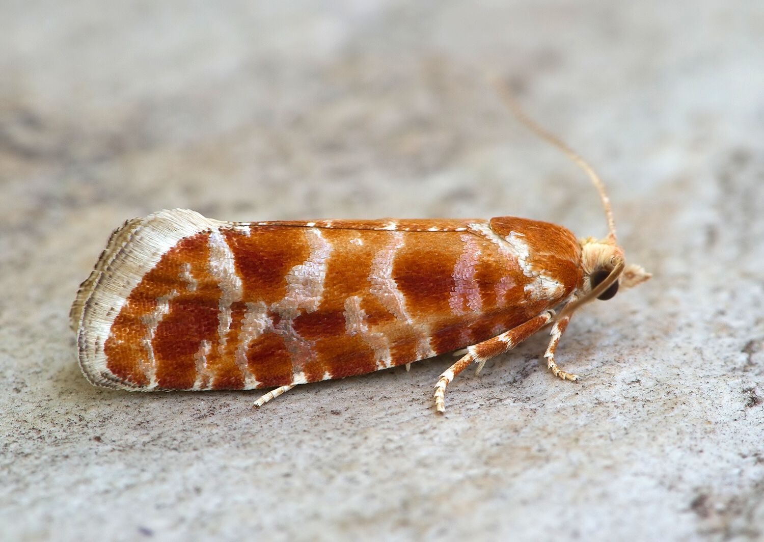 Rhyacionia pinicolana cf.