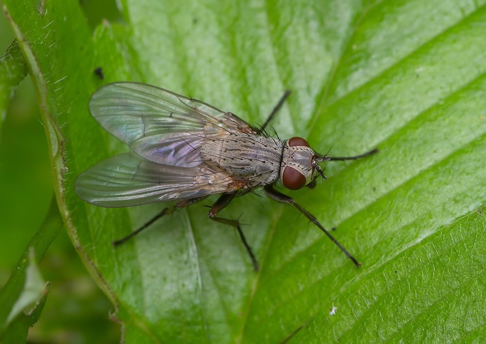 Phaonia tuguriorum