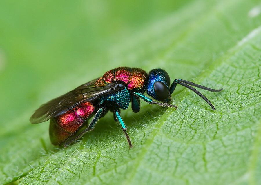 Holopyga jurinei cf.