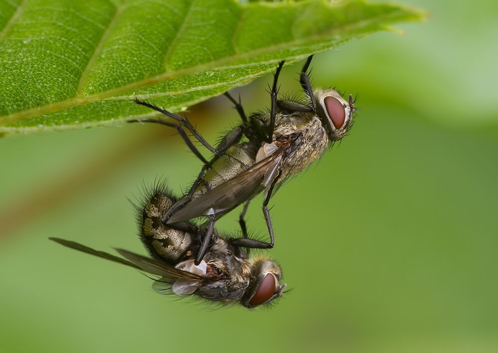 Pollenia rudis