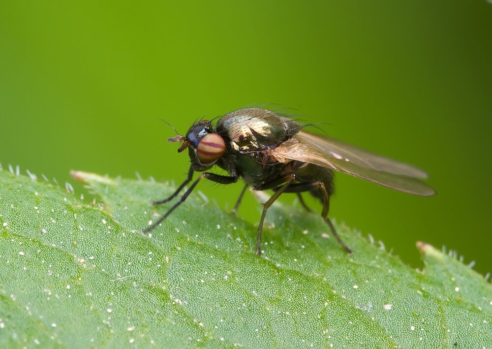 Sapromyza hyalinata