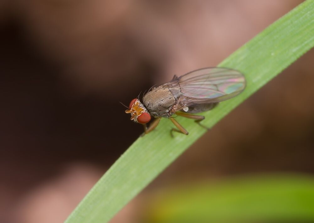 Diastata fuscula
