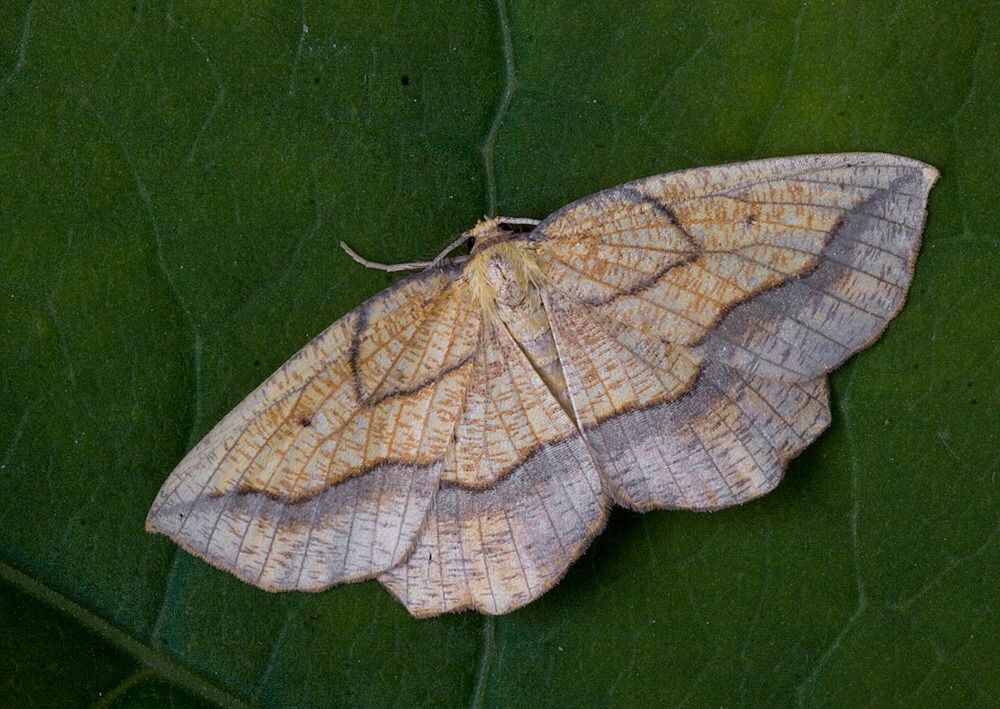Epione repandaria