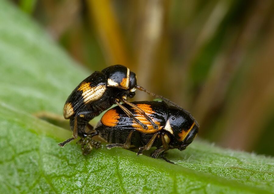 Cryptocephalus moraei
