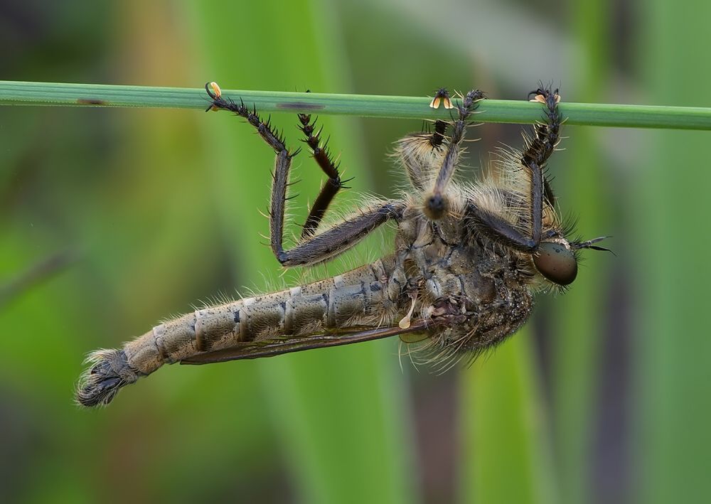 Machimus setibarbus